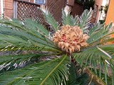 DSCF5522_R