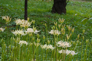 DSC09886_R