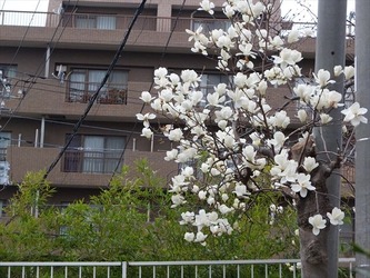 DSCF8594_R