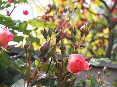 DSCF2892_R