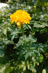 DSC08796_R