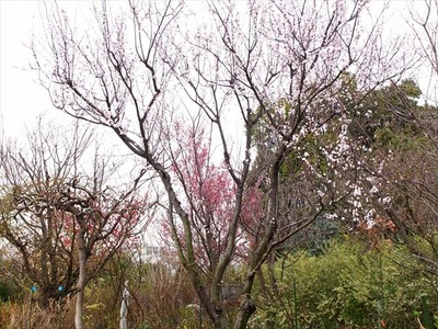 DSCF1436_R