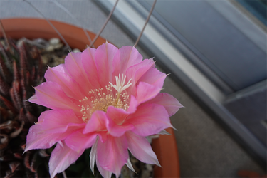 DSC08267_R