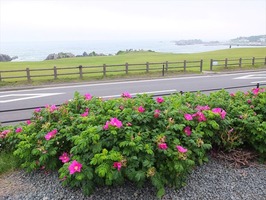 DSCF1083_R