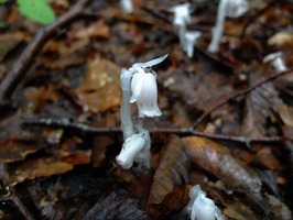 DSCF0833_R
