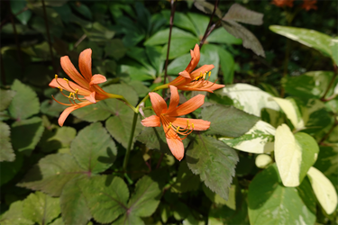 DSC08731_R