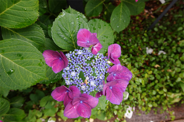 DSC08186_R