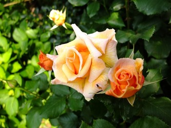 DSCF9606_R