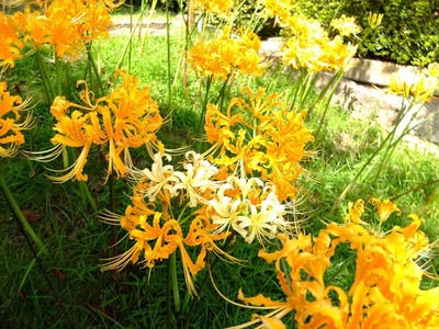 DSCF5630_R