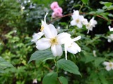 DSCF2250_R