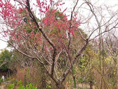 DSCF1396_R