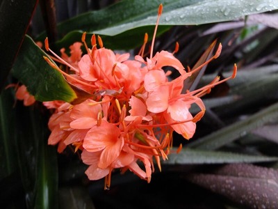DSCF4977_R