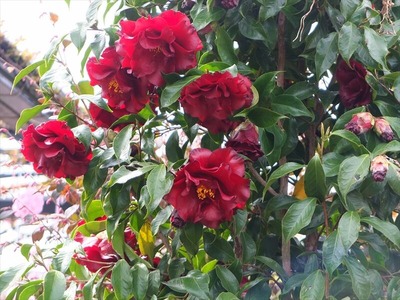 DSCF1694_R