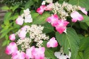 DSCF3040_R