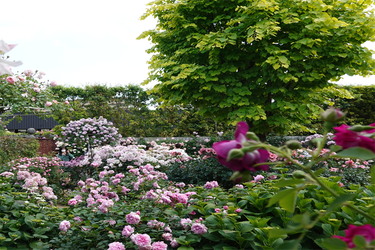DSC01303_R