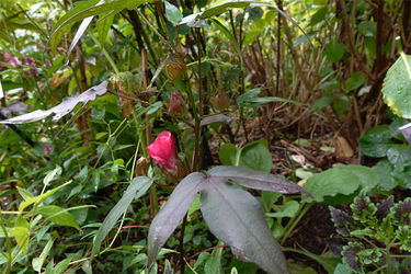 DSC07338_R