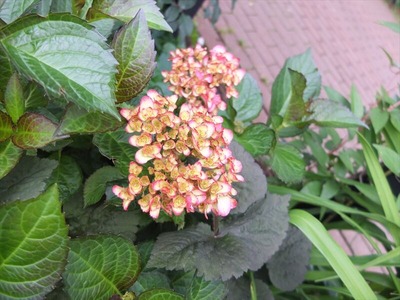 DSCF3195_R