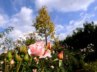 DSCF9321_R