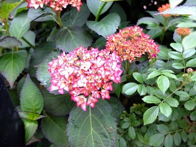 DSCF3199_R