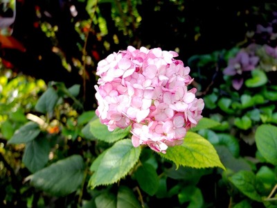 DSCF5481_R