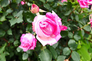 DSCF3089_R