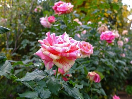 DSCF5070_R