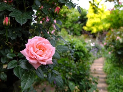 DSCF2589_R