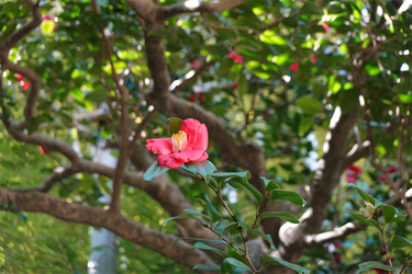 DSC00460_R