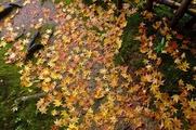 DSCF7414_R