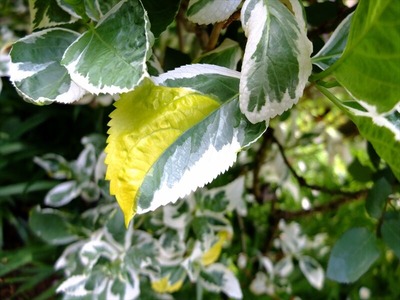 DSCF2234_R