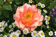 DSCF1991_R