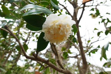 DSC05999_R