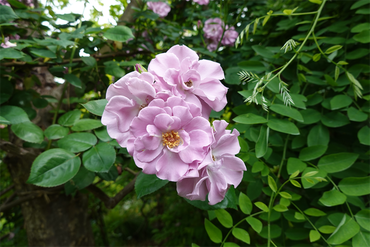 DSC07569_R