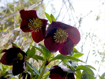 DSCF1618_R
