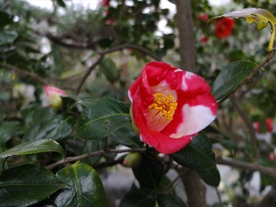 DSCF1235_R