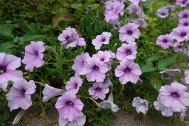 DSC08969_R