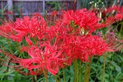 DSCF5776_R
