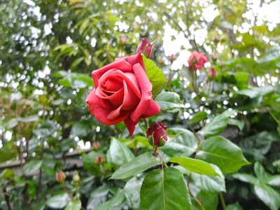 DSCF3270_R