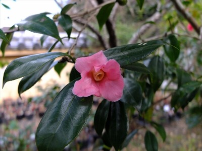 DSCF1188_R