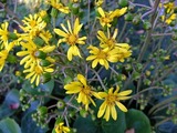 DSCF4561_R