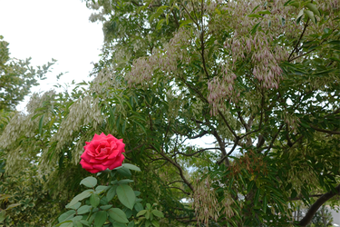 DSC09332_R