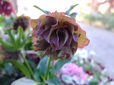 DSCF4772_R