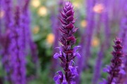 DSCF2092_R