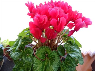 DSCF8232_R