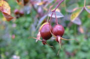 DSCF3558_R