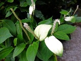 DSCF2680_R
