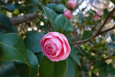 DSC05895_R
