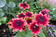 DSCF3617_R