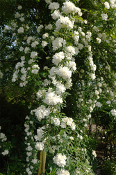 DSC07111_R