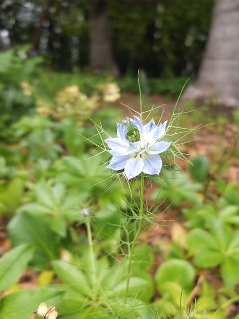藍川京 の部屋 花と種 Livedoor Blog ブログ